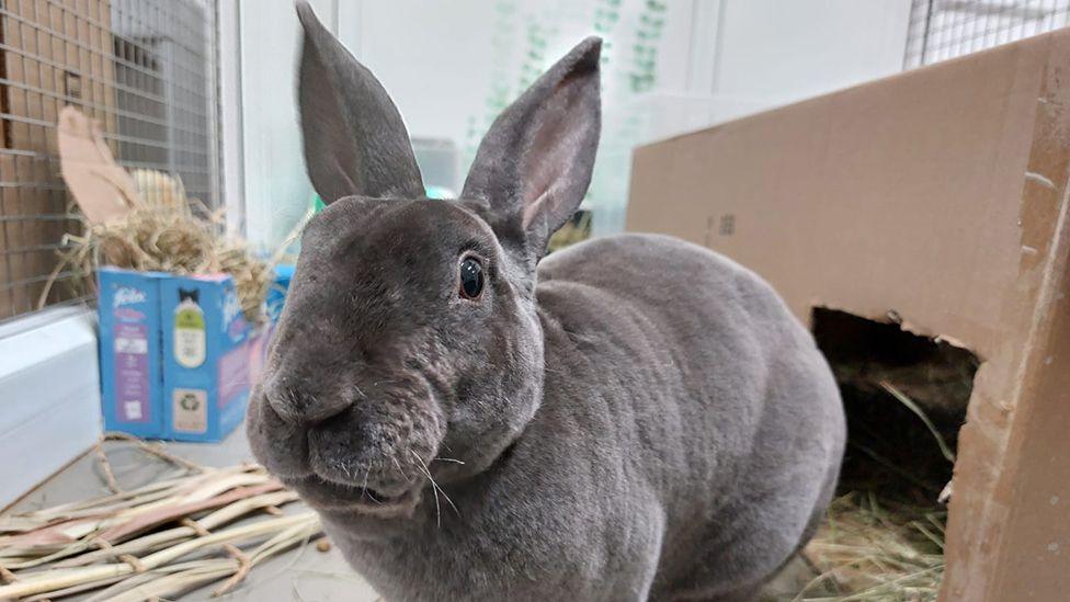 The grey rabbit, after the overgrown teeth were removed, sitting in front of a cardboard den filled with straw