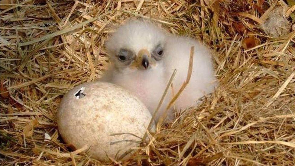 Golden eagle chick sitting in hay with an egg beside it. It is white and fluffy.