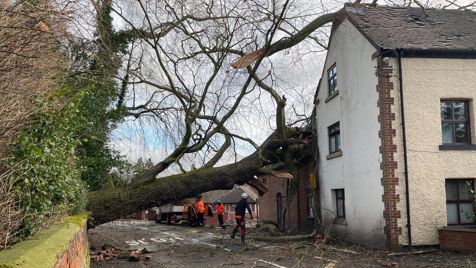 A fallen tree in Derbyshire