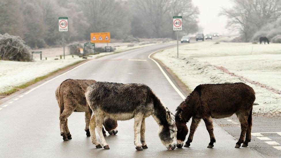 Donkeys in the New Forest