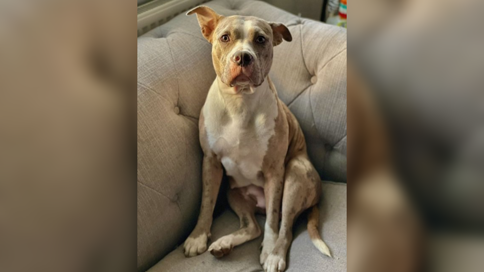 Ruby the bully XL sitting on a sofa