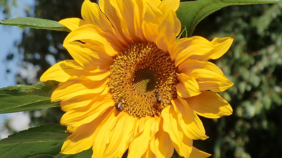 Bees on a sunflower