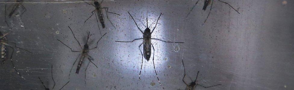 Aedes aegypti mosquitos are seen in a lab at the Fiocruz institute on 26 January 2016