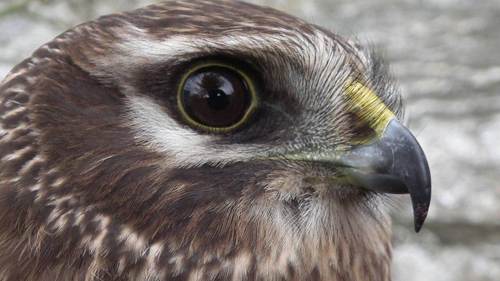 Hen Harrier