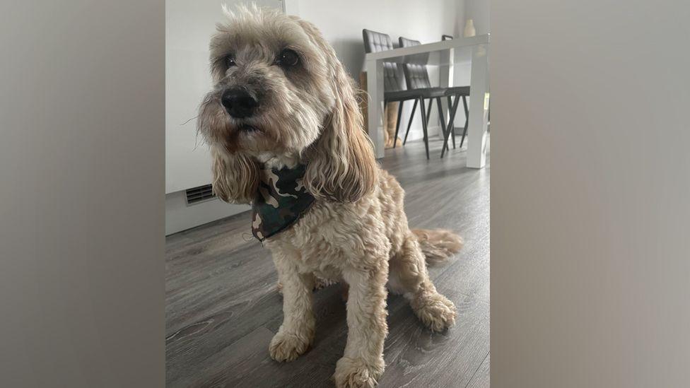 Murphy the cockapoo sits inside a dining room on the floor. He wears a little camouflage style neckerchief around his neck and looks solemn. He is golden brown with big dark eyes.