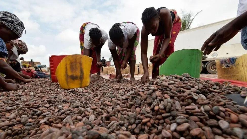 Several women bend down to pick and sort cocoa beans. Different coloured buckets are placed in a large pile of beans. A large lorry can be seen in the background and several of the women are wearing traditional headdresses 