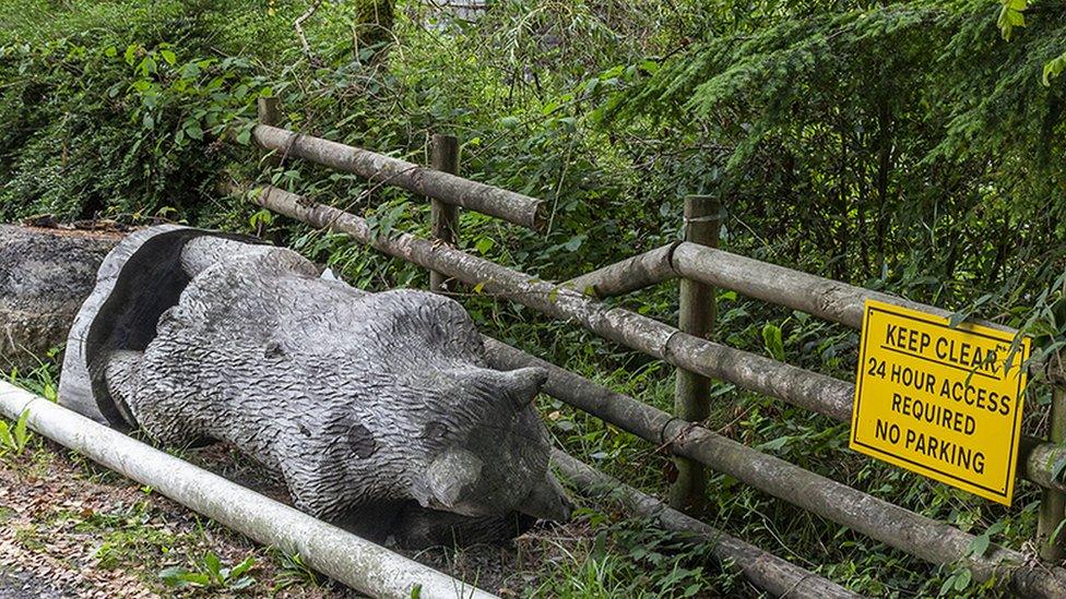 Photo of the bear lying on the verge