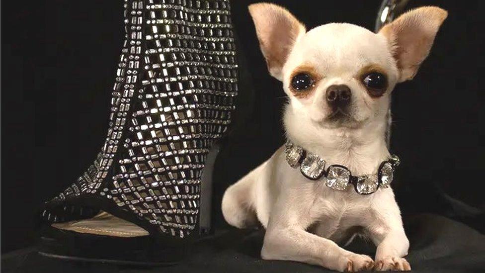 smallest-dog.