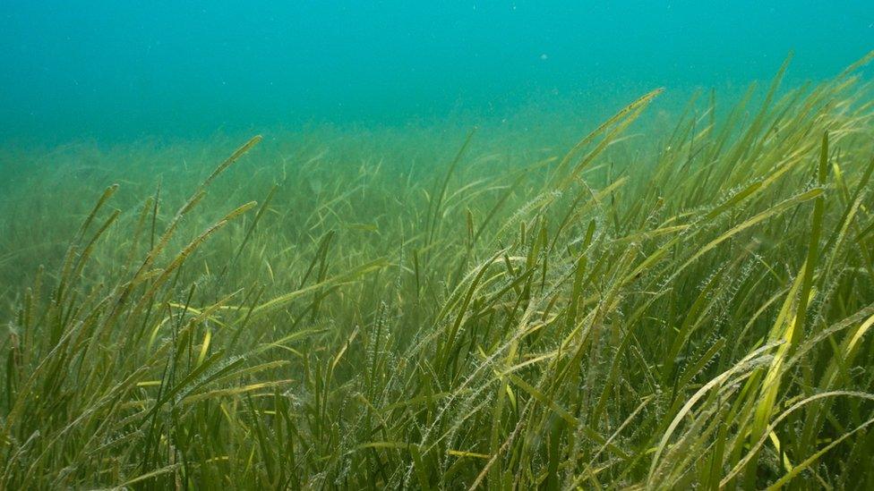 seagrass