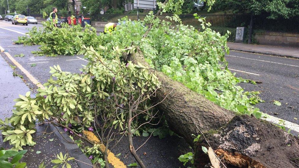 Tree on Great Western Rd