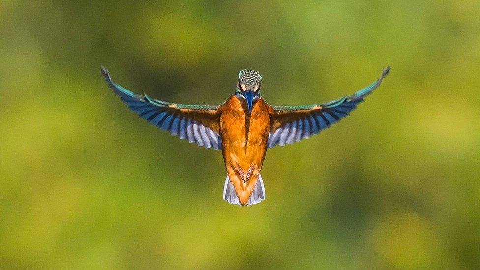 Kingfisher