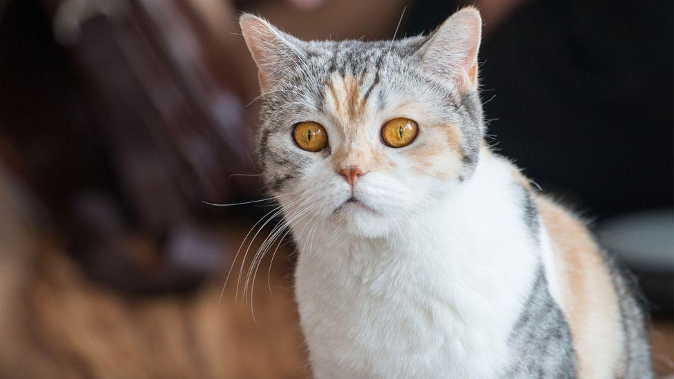 a cat.