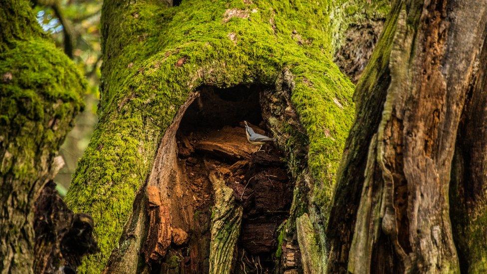 allerton oak tree close up