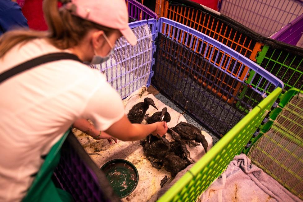 A close shot of a women leaning into one of the pens holding the cormorant chicks