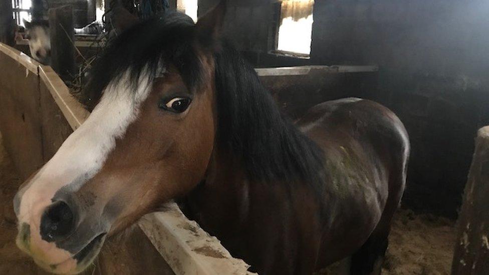 Welsh pony Maia