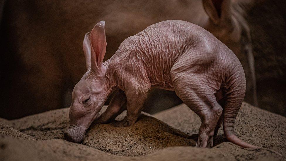 baby aardvark