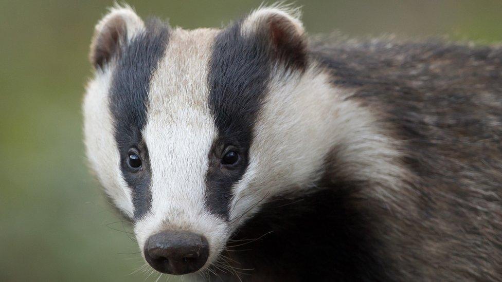 European Badger