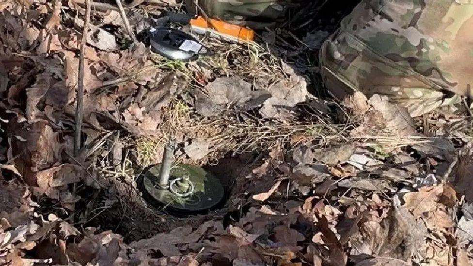 Land mine uncovered in ground among leaves.