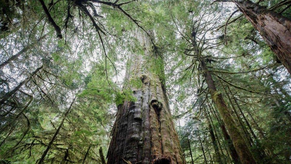 Photo of the "grandfather tree" an old-growth tree near Fairy Creek, BC.