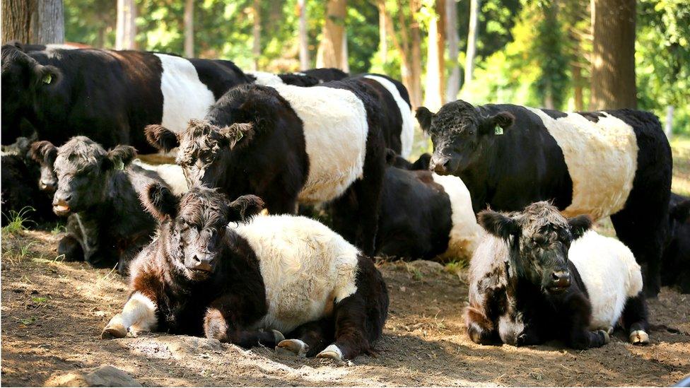 Cows on a farm in the US