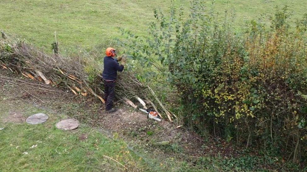 The Hampshire Hedge