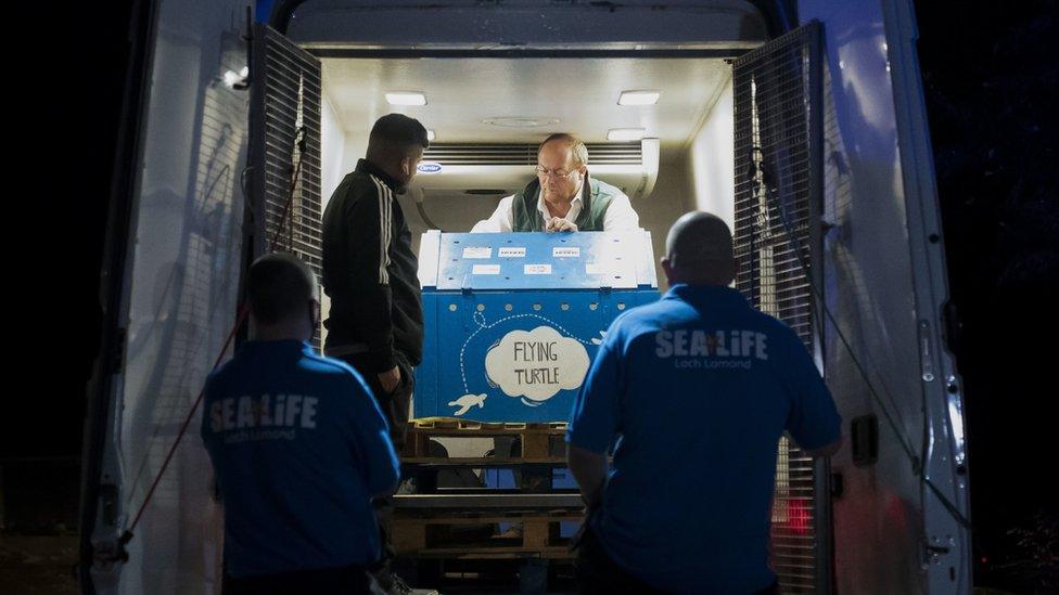 box carrying april which says 'flying turtle' moved out of a truck with sea life staff watching