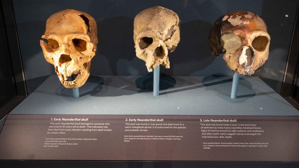 Three Neanderthal skulls of different ages