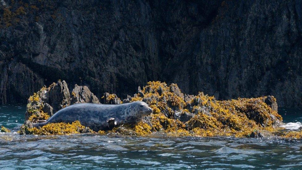 Grey seal