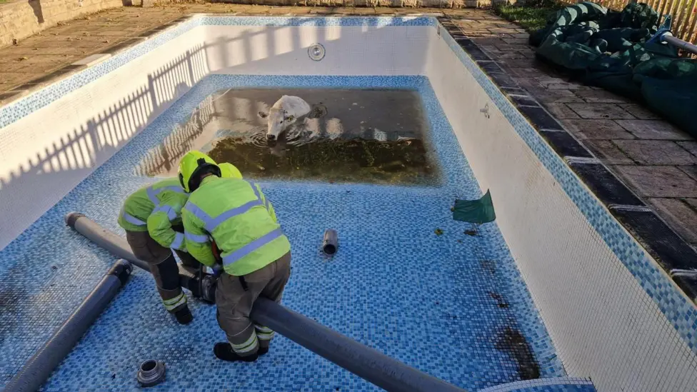 Leicestershire Fire and Rescue Service rescuing cow from pool in Rutland