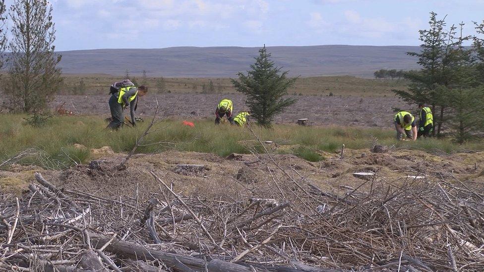 Flow Country cleanup