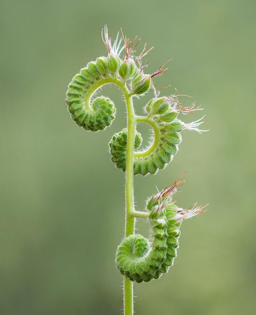 A green stem with buds sprouting white flowers