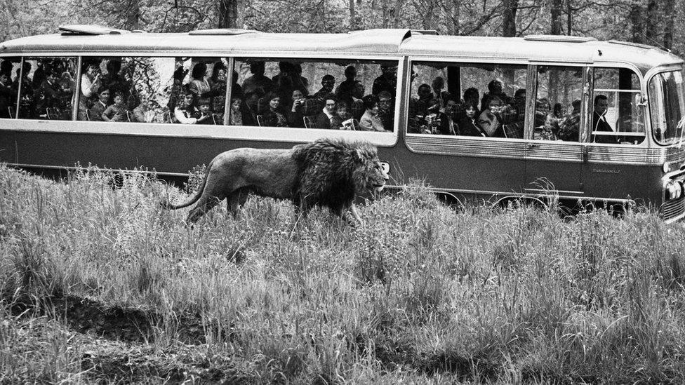 Lion in safari park