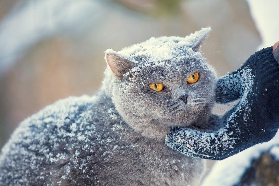 A cat being stroked