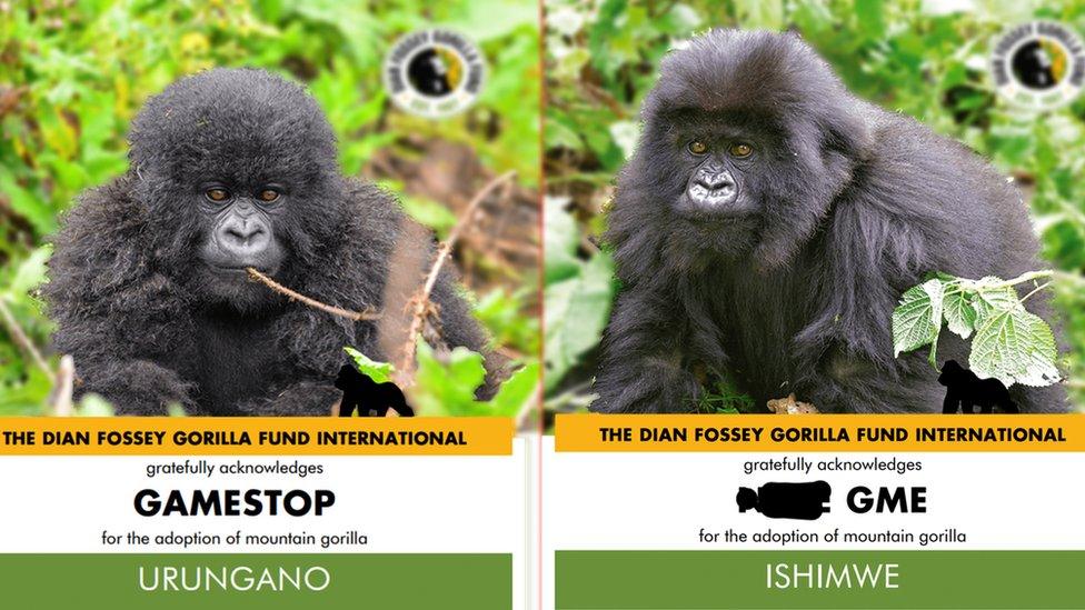 Adoption certificates for two different gorillas showing Gamestop, or their stock tag GME, as their sponsor.