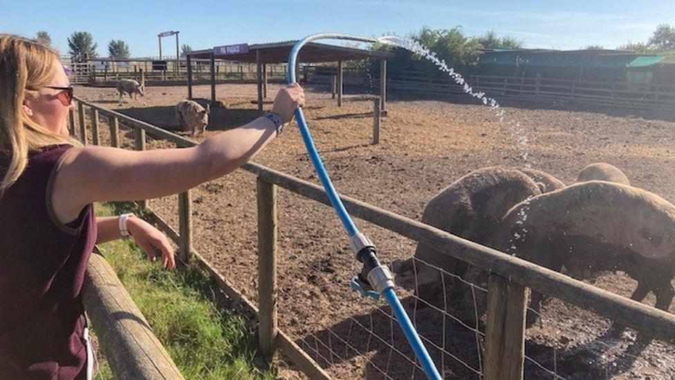 Hose being used to create mud for the pigs