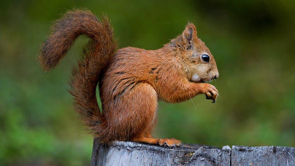 A red squirrel