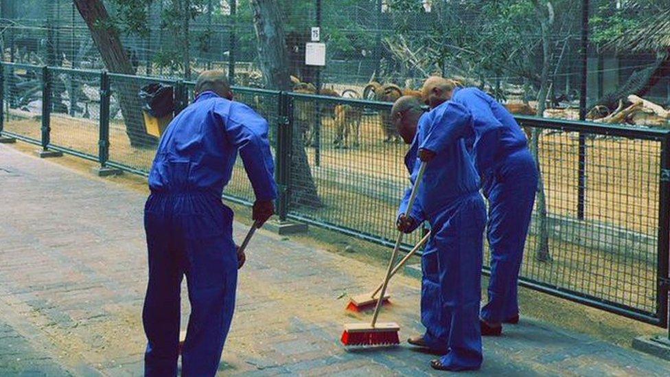 A picture released by Dubai's government showed three men in blue overalls cleaning the zoo as a punishment for feeding a cat to hungry dogs (15 March 2017)