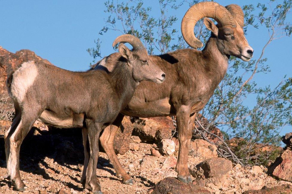 desert bighorn sheep