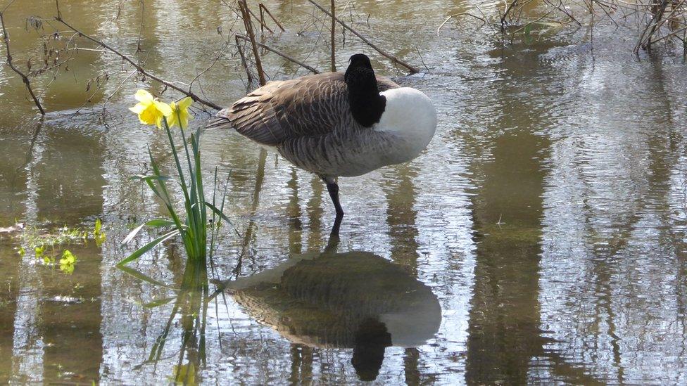 Canada Goose