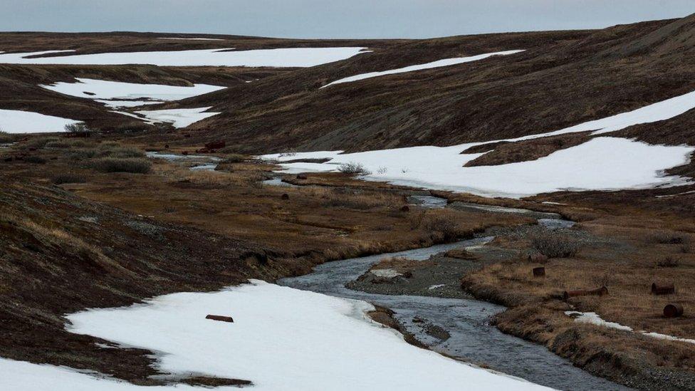 Spoon-billed sandpipers nest on Arctic Russian wetlands (c) WWT