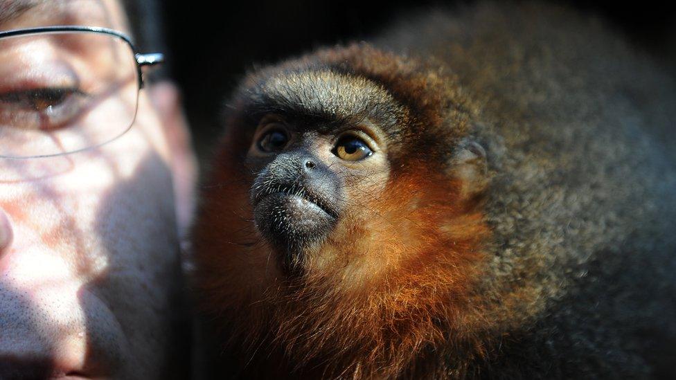 Living titi monkeys are small tree-dwelling monkeys found across tropical South America