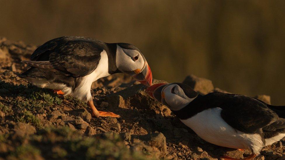 Puffins billing