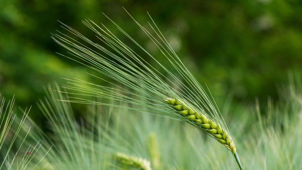 Most of the barley used in Scotch is grown in Scotland