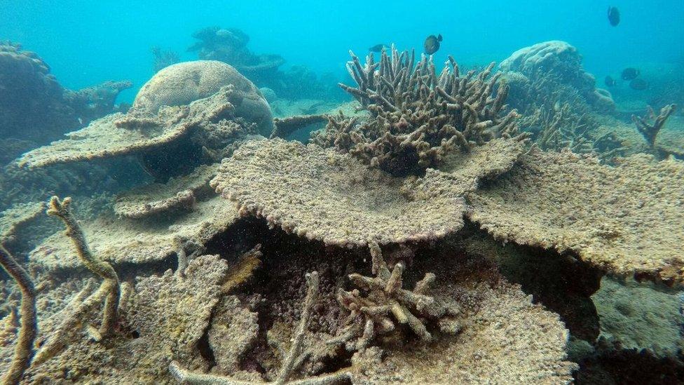 Dead table corals killed by bleaching on Zenith Reef, on the Northern Great Barrier Reef