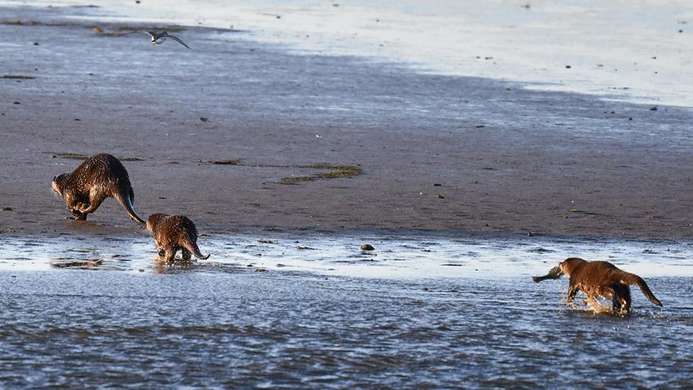 Otters at play on the Norfolk Wildlife Trust reserve at Cley Marsh