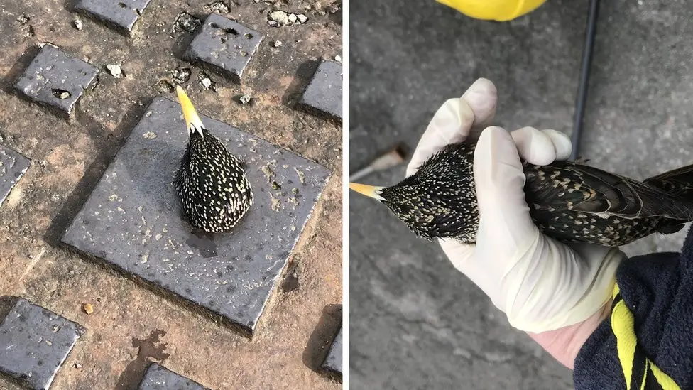 Starling stuck in a grate