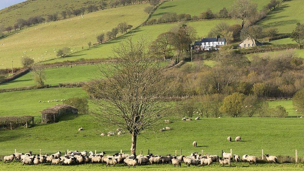 Green fields full of sheep and trees with a house in background 