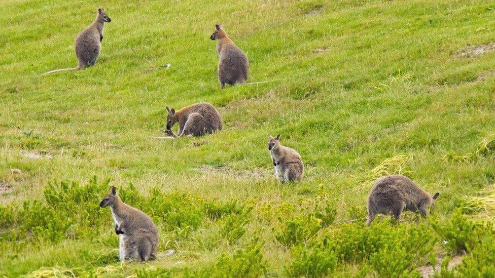 Wallabies on King Island