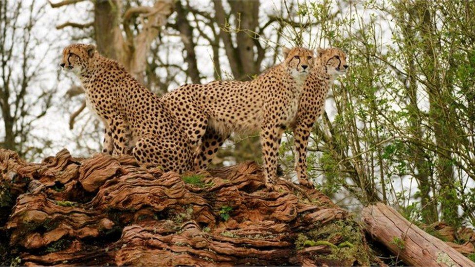 The three cheetahs standing alert on a log