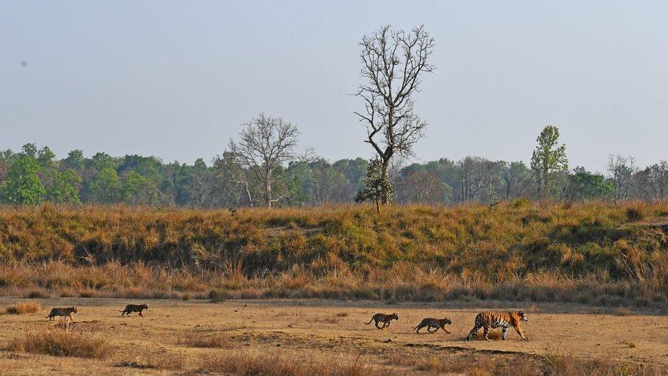 Tigress and her cubs at Kanha Reserve, India.